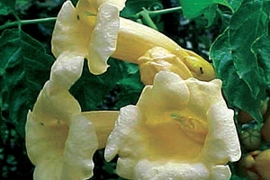 Campsis 'Flava' New 2025